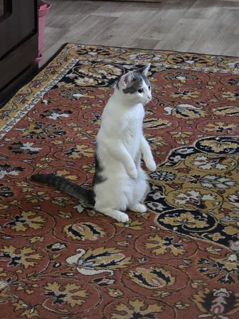 Передержка кошек