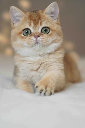 Британская золотая шиншилла