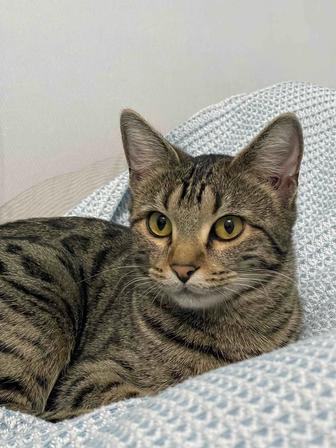 Бенгальские котенок