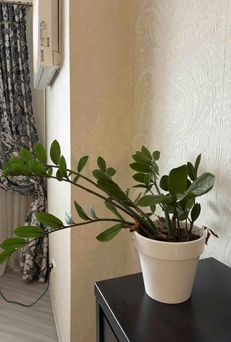 Растение Замиокулькас, Денежное дерево, Долларовое дерево, многолетнее