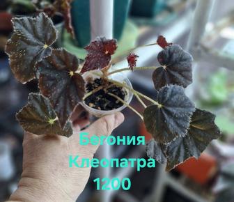 Комнатные растения бегонии