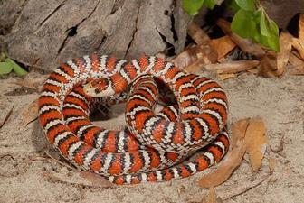 Королевская змея