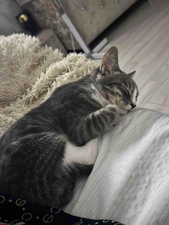 Отдам котенка