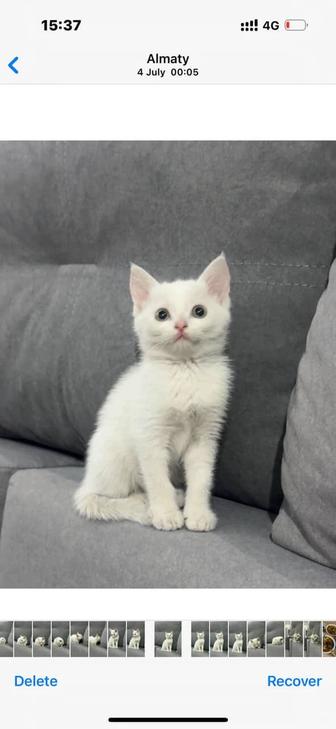 Котенка в хорошие руки с нужными вещами