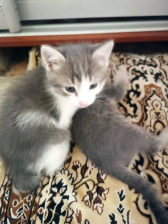 Кошки