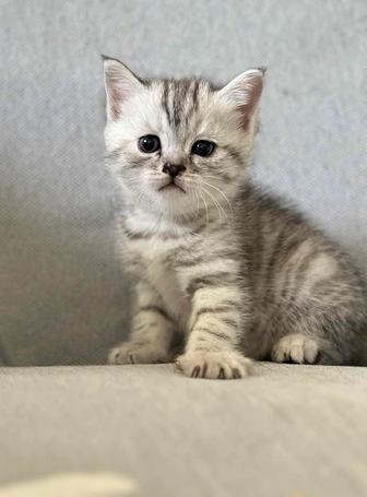 Котята Шотландские