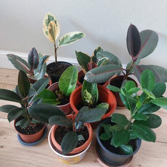 Комнатные цветы