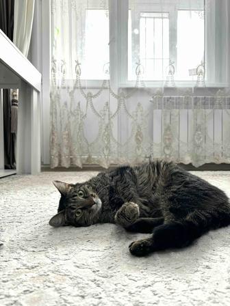 Отдам кота в хорошие руки