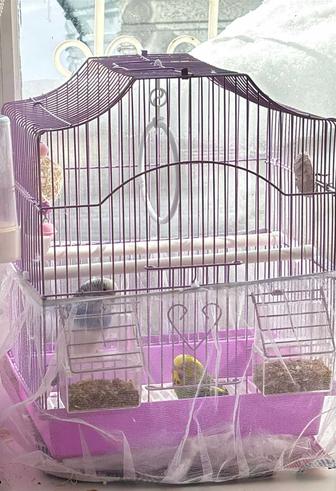 Продам попугай