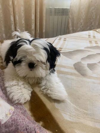 Щенок дружок