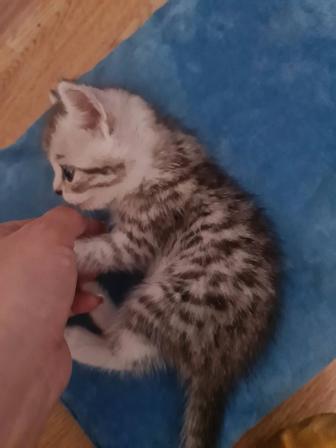 Продам шотланд.котенок малыш