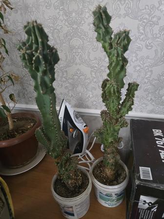 Продам комнатные растения