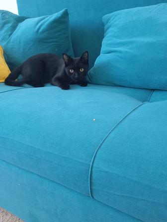 Котенок приучен к лотку
