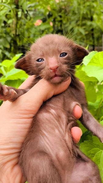 Шоколадный Котенок! ориентал