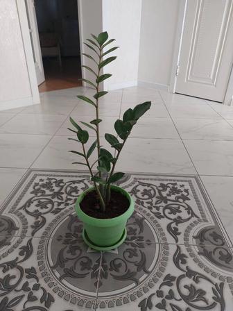 Долларовое дерево (Замиокулькас)