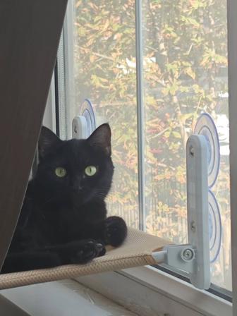 Черная кошечка ищет дом