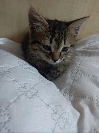 Котенок в добрые руки