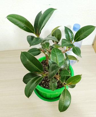 Фикус Мокламе комнатные растения цветы денежное дерево