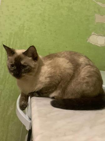 Отдам кошек в добрые руки, подарите им любовь и ласку