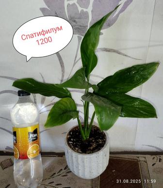 Цветы домашние красивые