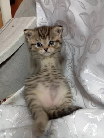 Продам породистых котят скоттиш fold и страйт.Родились 3 декабря.