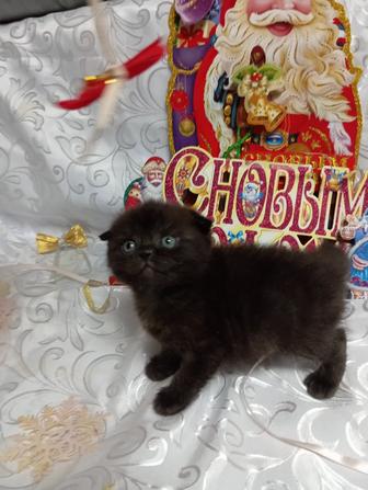 Продам породистых котят скоттиш fold и страйт.Родились 3 декабря.