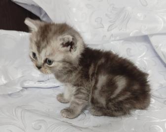 Продам породистых котят скоттиш fold и страйт.Родились 3 декабря.