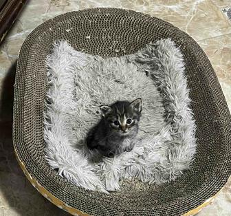 Отдам котят в хорошие руки