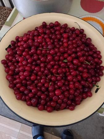 Продам вишню