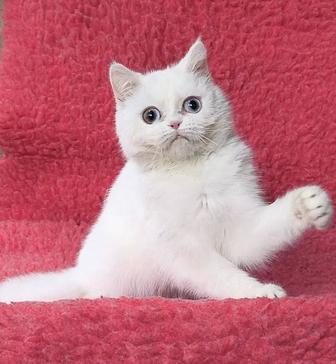 Кошка Экзотическая девочка из Профф.Питомника