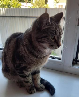 Котенок в добрую семью