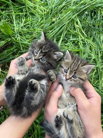 Отдам котят