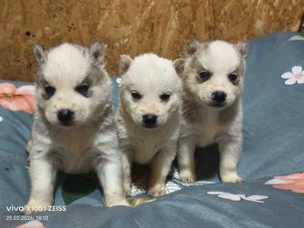 Продам шикарных щенков сибирский хаски