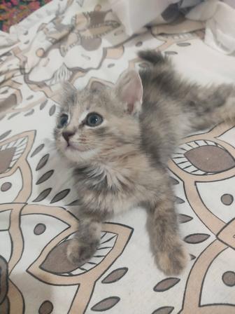 Кошка бесплатно