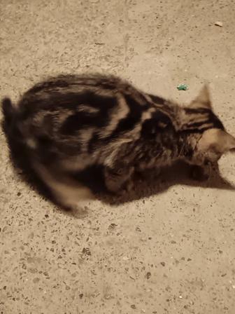 есть 2 котика