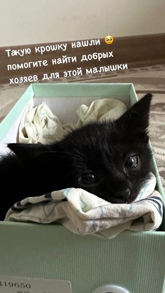 Котенок ищет хозяев