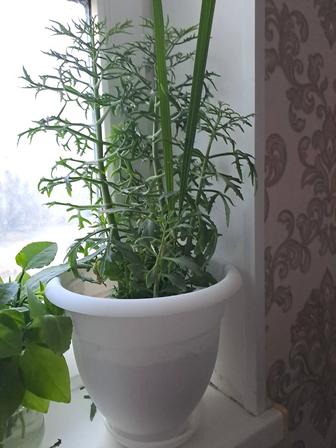 Комнатные растения