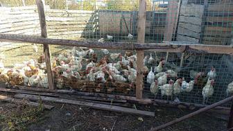 Продам кур несушек Ломан Браун и белых молотки