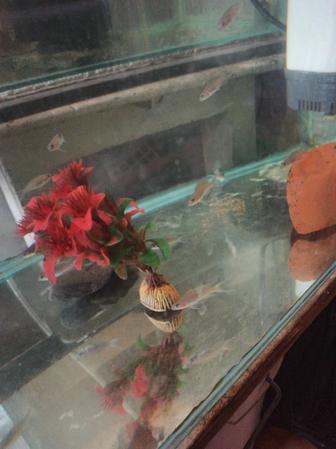 Цихлиды Танганьика принцесса даффодил мальки