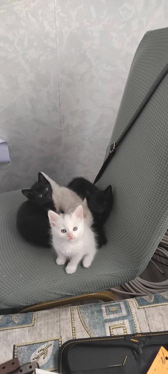 Отдам котят