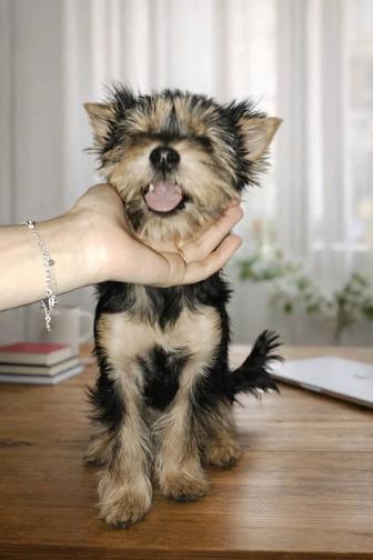 щенок йоркширский терьер