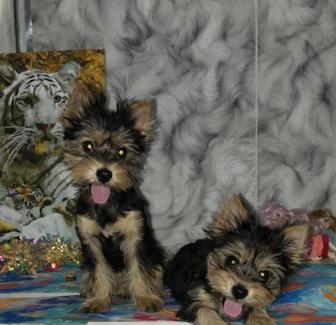 щенок йоркширский терьер