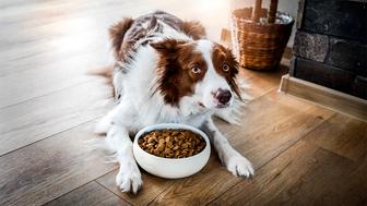 ВЫГУЛ СОБАК И УСЛУГИ ПЕТСИТТЕРА