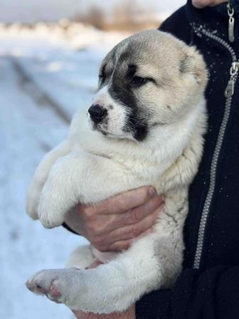 щенки алабая
