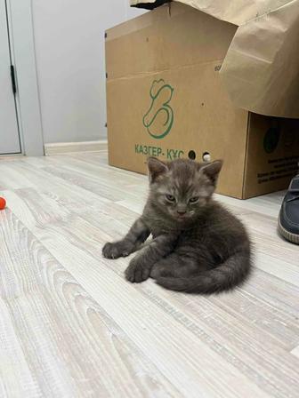 Продам котенка