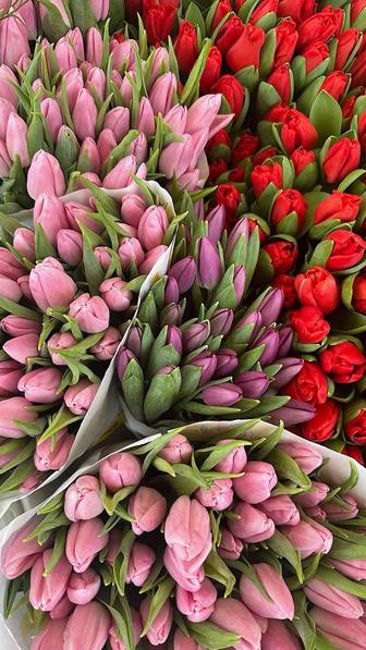 Тюльпаны