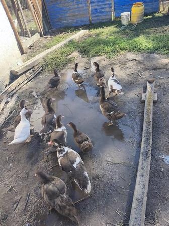 Продам молодых индоуток