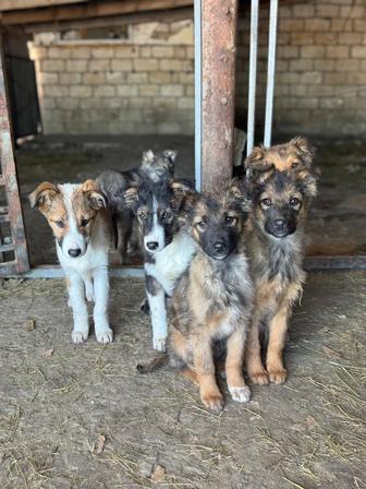 Отдам щенка в добрые руки