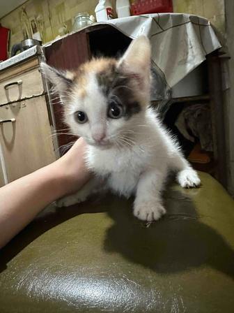 Отдам котенка( девочка)