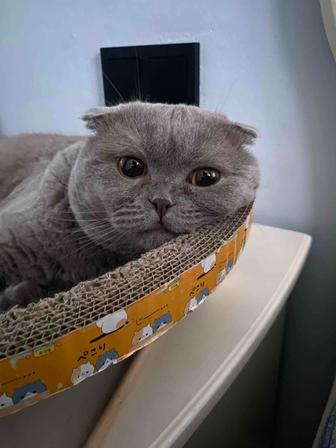 Ищем для вязки кошечку! город Алматы